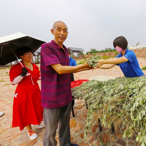 艾草网最新发布，引领健康生活的新潮流